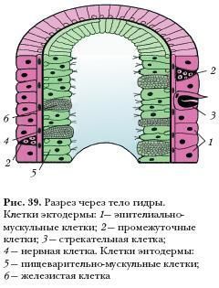 Зайти кракен через тор